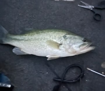 Largemouth Bass Fishing in Briarcliff, Texas