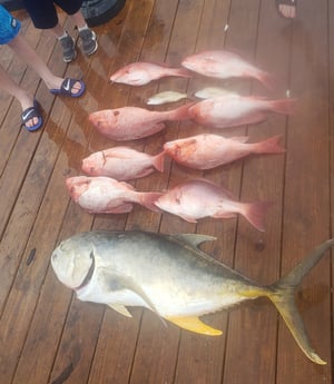 Jack Crevalle, Red Snapper fishing in Pensacola, Florida