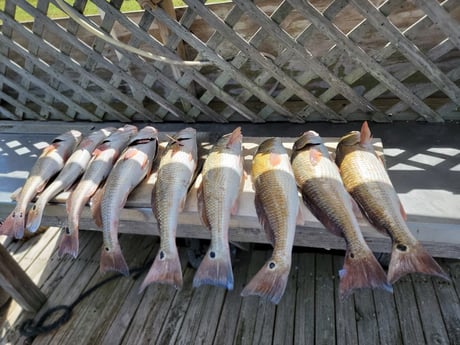 Redfish Fishing in Rio Hondo, Texas