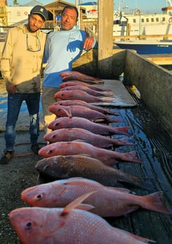 Mangrove Snapper, Red Snapper Fishing in South Padre Island, Texas