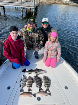 Black Drum, Mangrove Snapper, Sheepshead Fishing in Pensacola, Florida