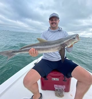 Cobia Fishing in Holmes Beach, Florida