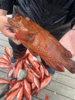 Red Grouper, Vermillion Snapper Fishing in Destin, Florida