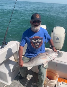 Black Drum fishing in Galveston, Texas