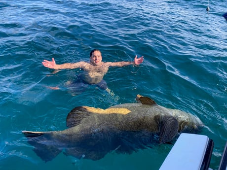 Goliath Grouper Fishing in Clearwater, Florida