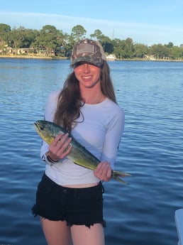 Mahi Mahi / Dorado fishing in Pensacola, Florida