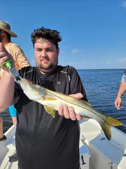 Snook Fishing in St. Petersburg, Florida