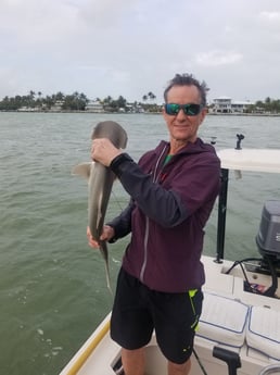 Bonnethead Shark fishing in Islamorada, Florida