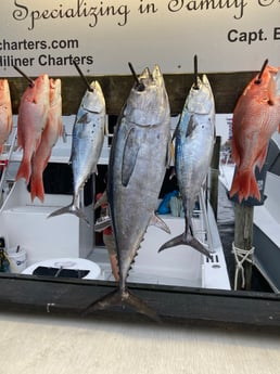 Blackfin Tuna, Little Tunny / False Albacore, Red Snapper fishing in Destin, Florida