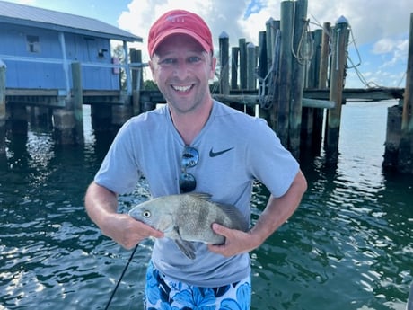 Black Drum fishing in Holmes Beach, Florida