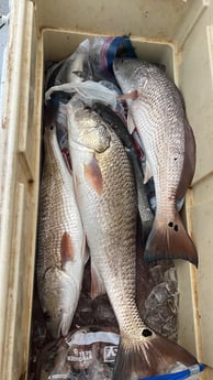 Redfish Fishing in Rockport, Texas