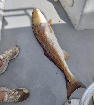 Redfish Fishing in Freeport, Florida