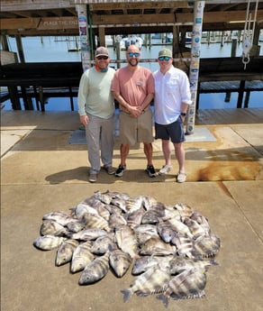 Sheepshead Fishing in Boothville-Venice, Louisiana