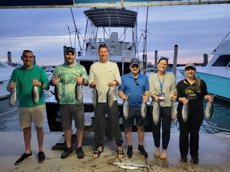 Blackfin Tuna, Spanish Mackerel Fishing in Port Isabel, Texas