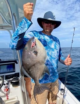 Triggerfish fishing in Pensacola, Florida