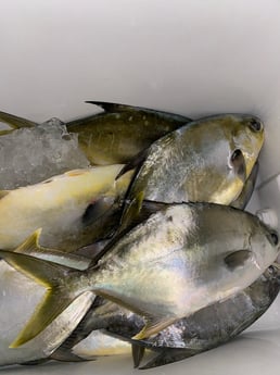 Florida Pompano Fishing in Destin, Florida