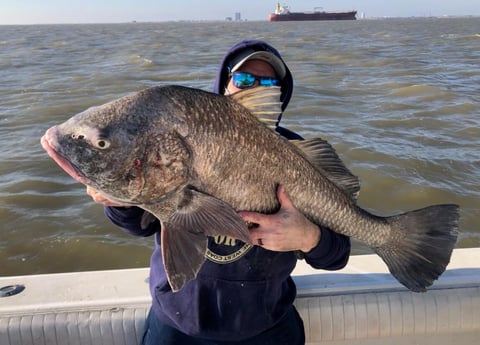 Black Drum fishing in Galveston, Texas