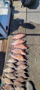 Hogfish, Scup / Porgy Fishing in Clearwater, Florida