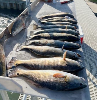 Redfish, Speckled Trout / Spotted Seatrout Fishing in Corpus Christi, Texas