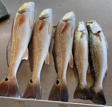 Redfish, Speckled Trout / Spotted Seatrout fishing in Galveston, Texas