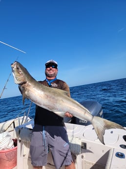 Cobia fishing in Clearwater, Florida