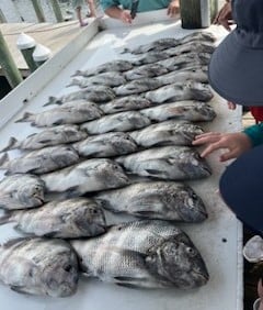 Sheepshead Fishing in Gulf Shores, Alabama