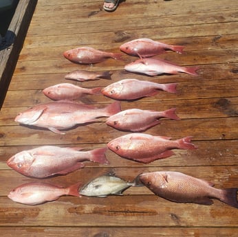 Amberjack, Mangrove Snapper, Red Snapper fishing in Pensacola, Florida