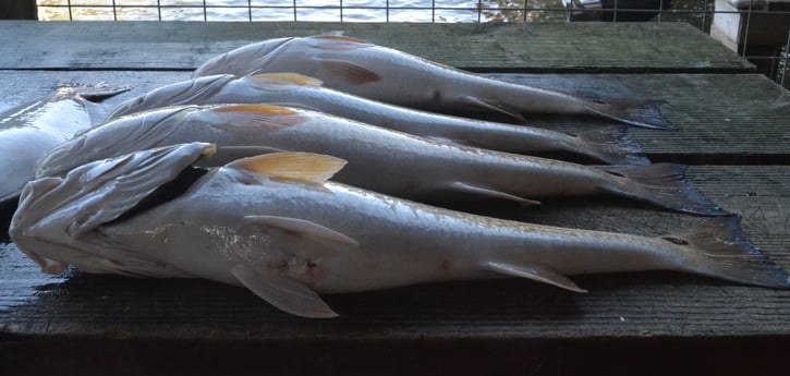 Redfish fishing in Galveston, Texas