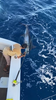 Blue Marlin fishing in San Juan, Puerto Rico