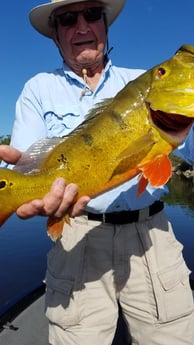 Peacock Bass fishing in Fort Lauderdale, Florida