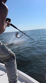 Tarpon Fishing in Galveston, Texas