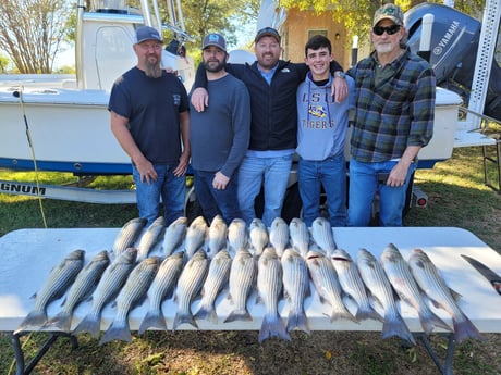 Striped Bass Fishing in Whitney, Texas