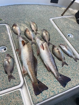 Fishing in St. Petersburg, Florida