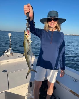 Spanish Mackerel Fishing in Sarasota, Florida