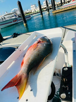 Mutton Snapper fishing in Key West, Florida