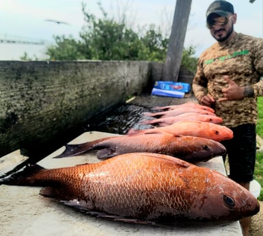 Mangrove Snapper, Red Snapper Fishing in South Padre Island, Texas