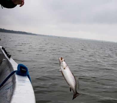 Speckled Trout / Spotted Seatrout fishing in Galveston, Texas