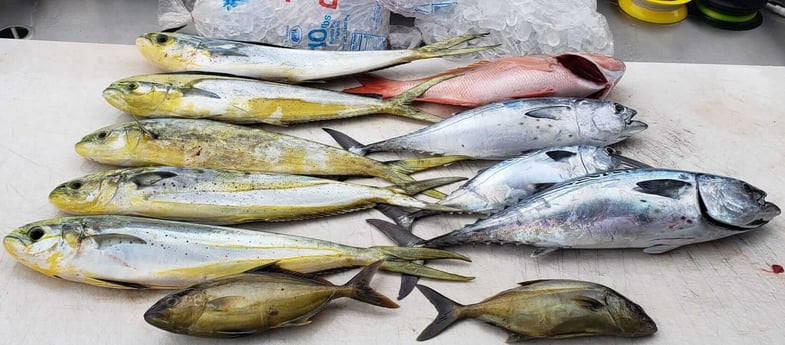 False Albacore, Mahi Mahi, Red Snapper Fishing in Miami Beach, Florida