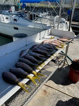 Yellowtail Snapper Fishing in Key West, Florida