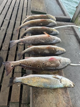 Redfish, Speckled Trout / Spotted Seatrout Fishing in Rockport, Texas