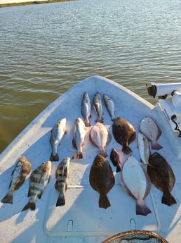 Black Drum, Flounder, Sheepshead, Speckled Trout / Spotted Seatrout fishing in Port O&#039;Connor, Texas