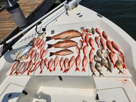 False Albacore, Mangrove Snapper, Scup, Vermillion Snapper Fishing in Pensacola, Florida