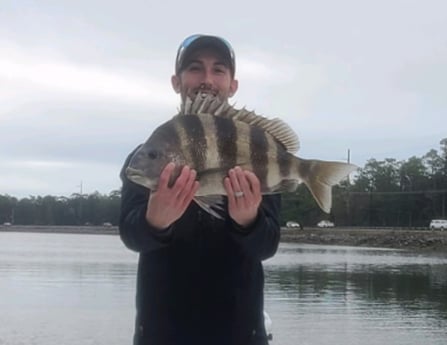 Sheepshead Fishing in Gulf Shores, Alabama