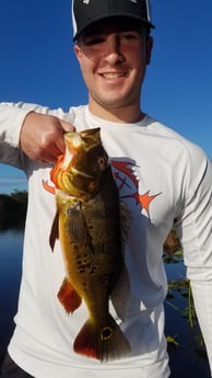 Peacock Bass Fishing in Fort Lauderdale, Florida