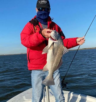 Black Drum fishing in Galveston, Texas