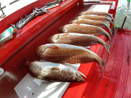 Redfish, Speckled Trout / Spotted Seatrout fishing in South Padre Island, Texas