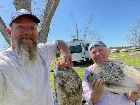 Sheepshead Fishing in Gulf Shores, Alabama