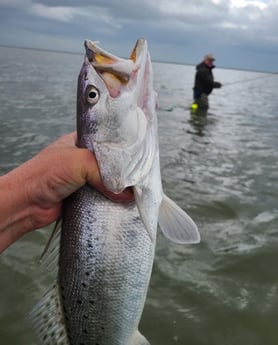 Speckled Trout / Spotted Seatrout fishing in Port O&#039;Connor, Texas