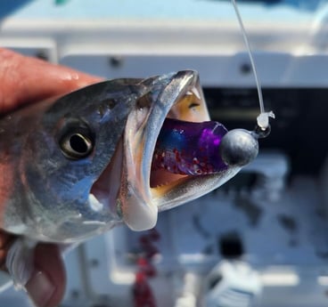 Speckled Trout Fishing in Trails End, North Carolina