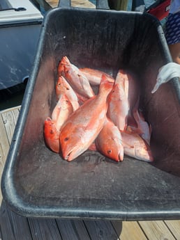 Red Snapper Fishing in Orange Beach, Alabama